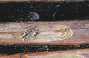 Gallery image 8